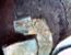 ANIMA II - Detail