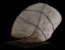 THE HEAD ca. 63x50x30cm Gipsbinden/Kordel/ Acryl